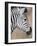 Burchell's Zebra, Etosha National Park, Namibia-Michele Westmorland-Framed Photographic Print