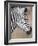 Burchell's Zebra, Etosha National Park, Namibia-Michele Westmorland-Framed Photographic Print