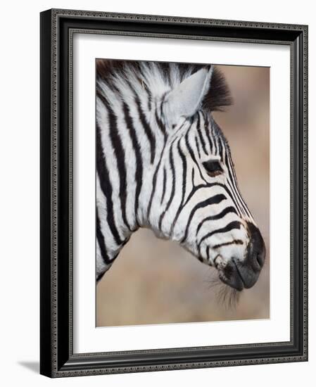 Burchell's Zebra, Etosha National Park, Namibia-Michele Westmorland-Framed Photographic Print
