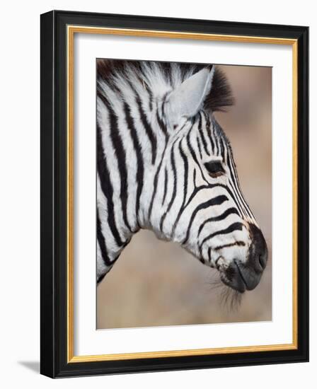 Burchell's Zebra, Etosha National Park, Namibia-Michele Westmorland-Framed Photographic Print