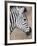 Burchell's Zebra, Etosha National Park, Namibia-Michele Westmorland-Framed Photographic Print