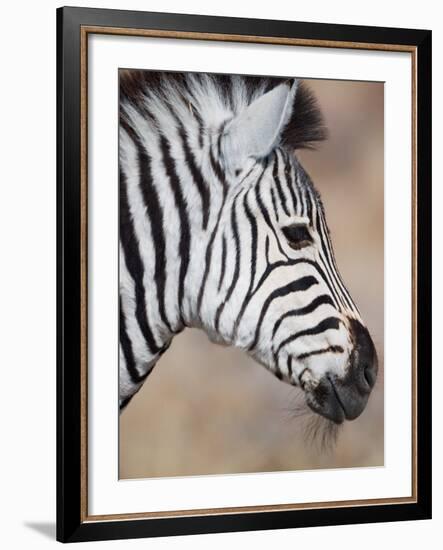 Burchell's Zebra, Etosha National Park, Namibia-Michele Westmorland-Framed Photographic Print