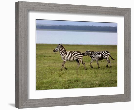 Burchell's Zebra fighting, Lake Nakuru National Park, Kenya-Adam Jones-Framed Photographic Print