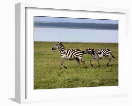 Burchell's Zebra fighting, Lake Nakuru National Park, Kenya-Adam Jones-Framed Photographic Print