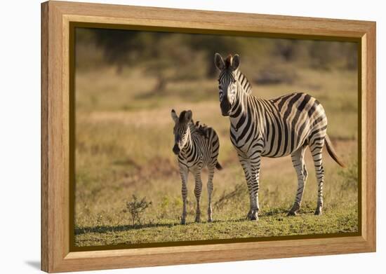 Burchell's Zebra Foal and Mother-Michele Westmorland-Framed Premier Image Canvas