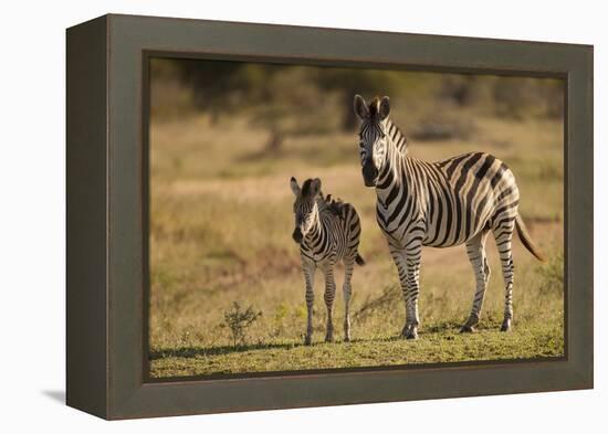 Burchell's Zebra Foal and Mother-Michele Westmorland-Framed Premier Image Canvas