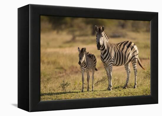 Burchell's Zebra Foal and Mother-Michele Westmorland-Framed Premier Image Canvas