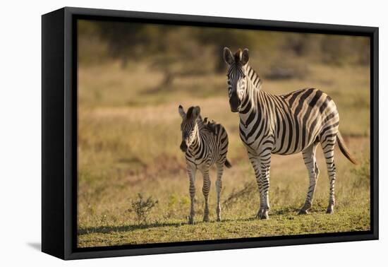 Burchell's Zebra Foal and Mother-Michele Westmorland-Framed Premier Image Canvas