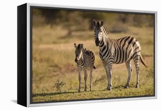 Burchell's Zebra Foal and Mother-Michele Westmorland-Framed Premier Image Canvas