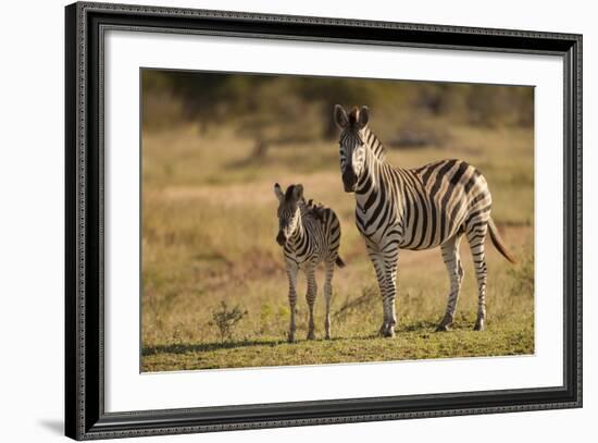 Burchell's Zebra Foal and Mother-Michele Westmorland-Framed Photographic Print