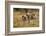 Burchell's Zebra Foal and Mother-Michele Westmorland-Framed Photographic Print