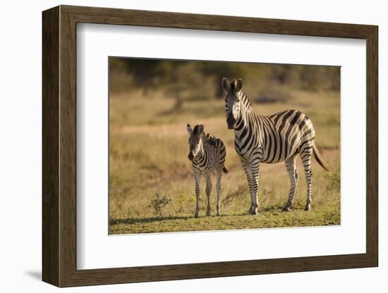 Burchell's Zebra Foal and Mother-Michele Westmorland-Framed Photographic Print