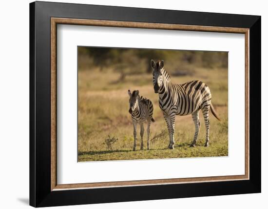 Burchell's Zebra Foal and Mother-Michele Westmorland-Framed Photographic Print