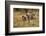 Burchell's Zebra Foal and Mother-Michele Westmorland-Framed Photographic Print