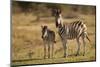 Burchell's Zebra Foal and Mother-Michele Westmorland-Mounted Photographic Print