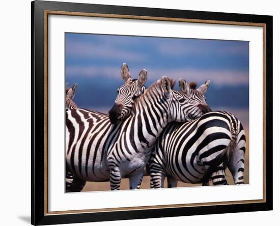 Burchell's Zebra, Masai Mara, Kenya-Dee Ann Pederson-Framed Photographic Print