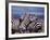 Burchell's Zebra, Masai Mara, Kenya-Dee Ann Pederson-Framed Photographic Print