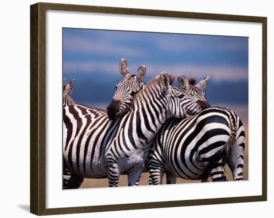 Burchell's Zebra, Masai Mara, Kenya-Dee Ann Pederson-Framed Photographic Print