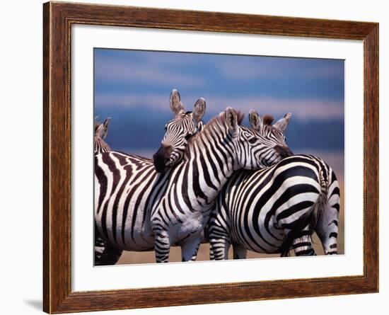 Burchell's Zebra, Masai Mara, Kenya-Dee Ann Pederson-Framed Photographic Print
