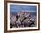 Burchell's Zebra, Masai Mara, Kenya-Dee Ann Pederson-Framed Photographic Print