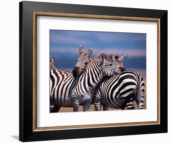 Burchell's Zebra, Masai Mara, Kenya-Dee Ann Pederson-Framed Photographic Print