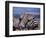 Burchell's Zebra, Masai Mara, Kenya-Dee Ann Pederson-Framed Photographic Print