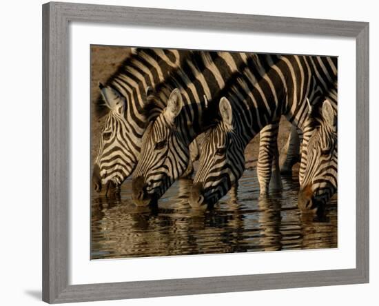 Burchell's Zebra, Mombo Area of Chief's Island, Okavango Delta, Botswana-Pete Oxford-Framed Photographic Print