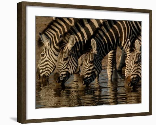 Burchell's Zebra, Mombo Area of Chief's Island, Okavango Delta, Botswana-Pete Oxford-Framed Photographic Print