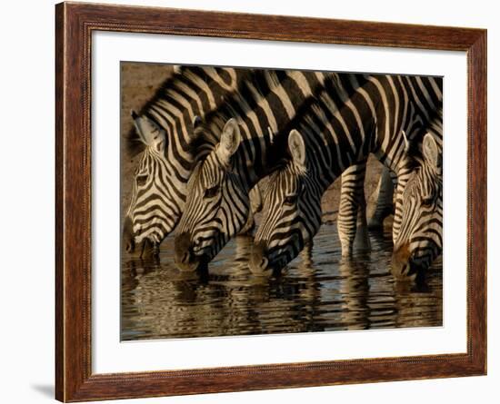 Burchell's Zebra, Mombo Area of Chief's Island, Okavango Delta, Botswana-Pete Oxford-Framed Photographic Print