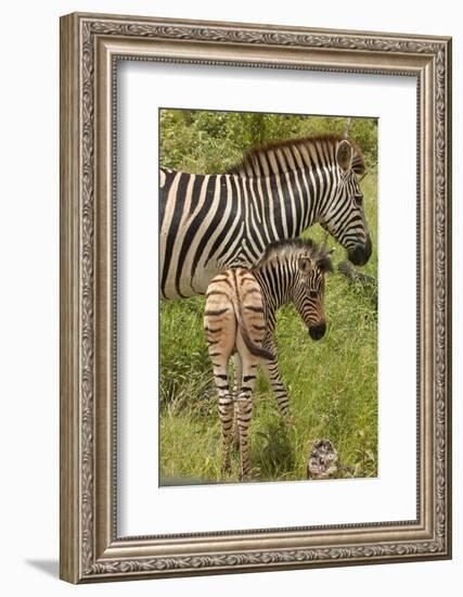 Burchell's zebra mother and foal (Equus quagga burchellii), Kruger National Park, South Africa-David Wall-Framed Photographic Print