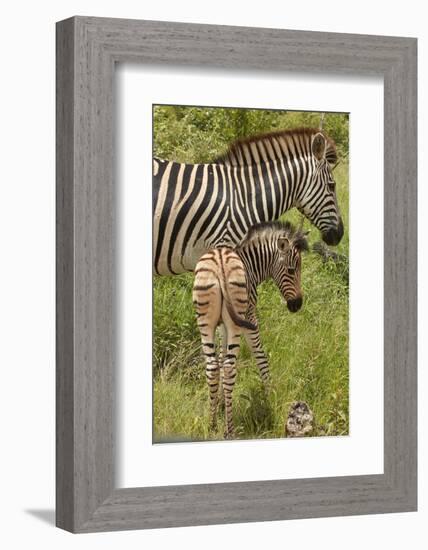 Burchell's zebra mother and foal (Equus quagga burchellii), Kruger National Park, South Africa-David Wall-Framed Photographic Print