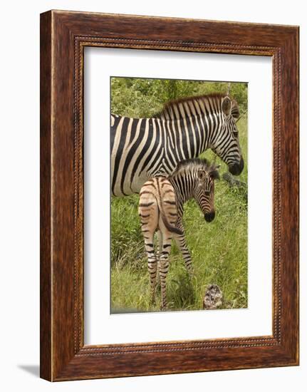 Burchell's zebra mother and foal (Equus quagga burchellii), Kruger National Park, South Africa-David Wall-Framed Photographic Print