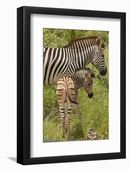 Burchell's zebra mother and foal (Equus quagga burchellii), Kruger National Park, South Africa-David Wall-Framed Photographic Print