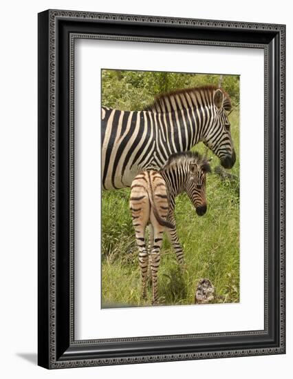 Burchell's zebra mother and foal (Equus quagga burchellii), Kruger National Park, South Africa-David Wall-Framed Photographic Print