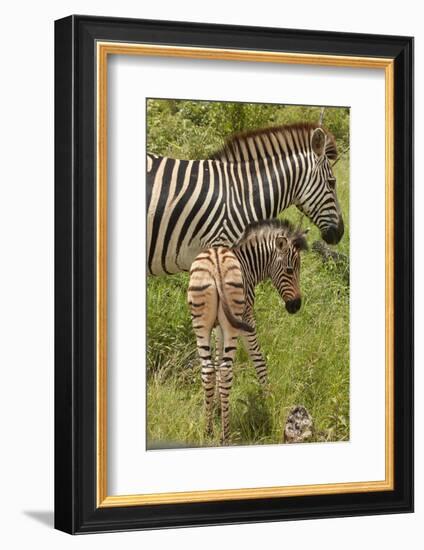 Burchell's zebra mother and foal (Equus quagga burchellii), Kruger National Park, South Africa-David Wall-Framed Photographic Print