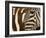 Burchell's Zebra pattern of stripes, Ngorongoro Crater, Tanzania-Adam Jones-Framed Photographic Print