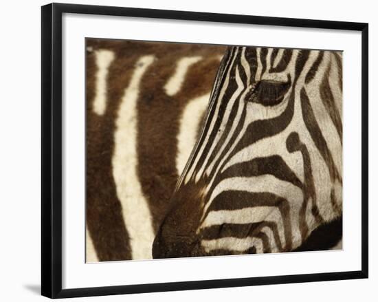 Burchell's Zebra pattern of stripes, Ngorongoro Crater, Tanzania-Adam Jones-Framed Photographic Print