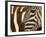 Burchell's Zebra pattern of stripes, Ngorongoro Crater, Tanzania-Adam Jones-Framed Photographic Print