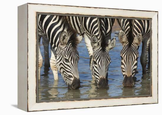 Burchell's Zebra (Plains Zebra) (Equus Burchelli) Drinking, Kwazulu-Natal, Africa-Ann & Steve Toon-Framed Premier Image Canvas