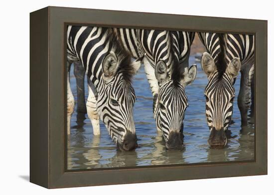 Burchell's Zebra (Plains Zebra) (Equus Burchelli) Drinking, Kwazulu-Natal, Africa-Ann & Steve Toon-Framed Premier Image Canvas