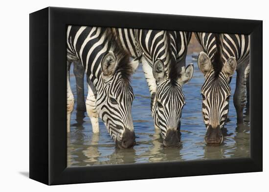 Burchell's Zebra (Plains Zebra) (Equus Burchelli) Drinking, Kwazulu-Natal, Africa-Ann & Steve Toon-Framed Premier Image Canvas