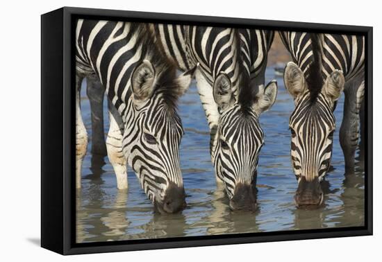 Burchell's Zebra (Plains Zebra) (Equus Burchelli) Drinking, Kwazulu-Natal, Africa-Ann & Steve Toon-Framed Premier Image Canvas