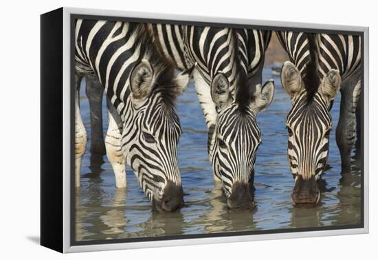 Burchell's Zebra (Plains Zebra) (Equus Burchelli) Drinking, Kwazulu-Natal, Africa-Ann & Steve Toon-Framed Premier Image Canvas