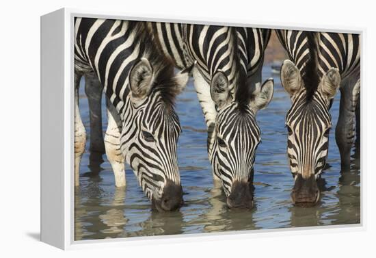 Burchell's Zebra (Plains Zebra) (Equus Burchelli) Drinking, Kwazulu-Natal, Africa-Ann & Steve Toon-Framed Premier Image Canvas