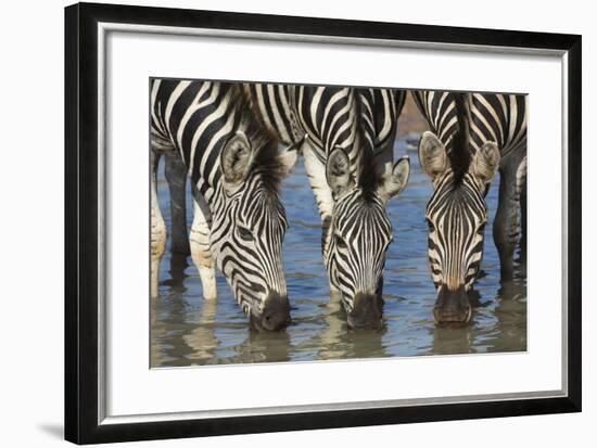 Burchell's Zebra (Plains Zebra) (Equus Burchelli) Drinking, Kwazulu-Natal, Africa-Ann & Steve Toon-Framed Photographic Print