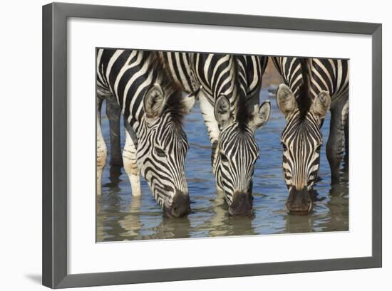 Burchell's Zebra (Plains Zebra) (Equus Burchelli) Drinking, Kwazulu-Natal, Africa-Ann & Steve Toon-Framed Photographic Print