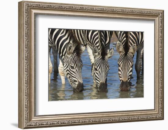 Burchell's Zebra (Plains Zebra) (Equus Burchelli) Drinking, Kwazulu-Natal, Africa-Ann & Steve Toon-Framed Photographic Print