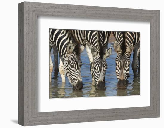 Burchell's Zebra (Plains Zebra) (Equus Burchelli) Drinking, Kwazulu-Natal, Africa-Ann & Steve Toon-Framed Photographic Print