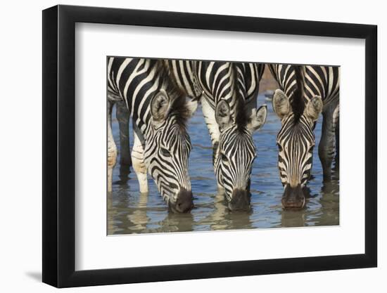 Burchell's Zebra (Plains Zebra) (Equus Burchelli) Drinking, Kwazulu-Natal, Africa-Ann & Steve Toon-Framed Photographic Print