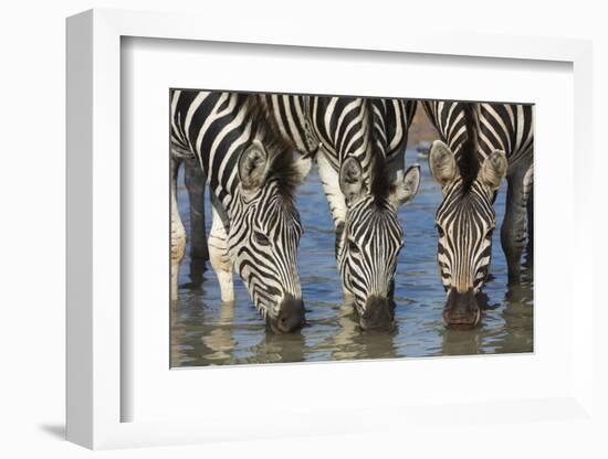 Burchell's Zebra (Plains Zebra) (Equus Burchelli) Drinking, Kwazulu-Natal, Africa-Ann & Steve Toon-Framed Photographic Print